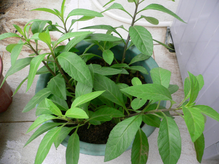 厂家出售创意盆栽植物降糖神草降糖树盆栽植物盆栽