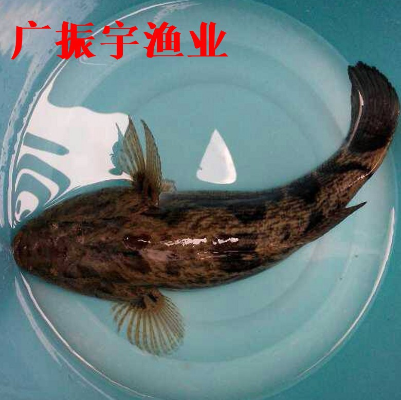 大量供应笋壳鱼苗 鲜活鱼苗批发