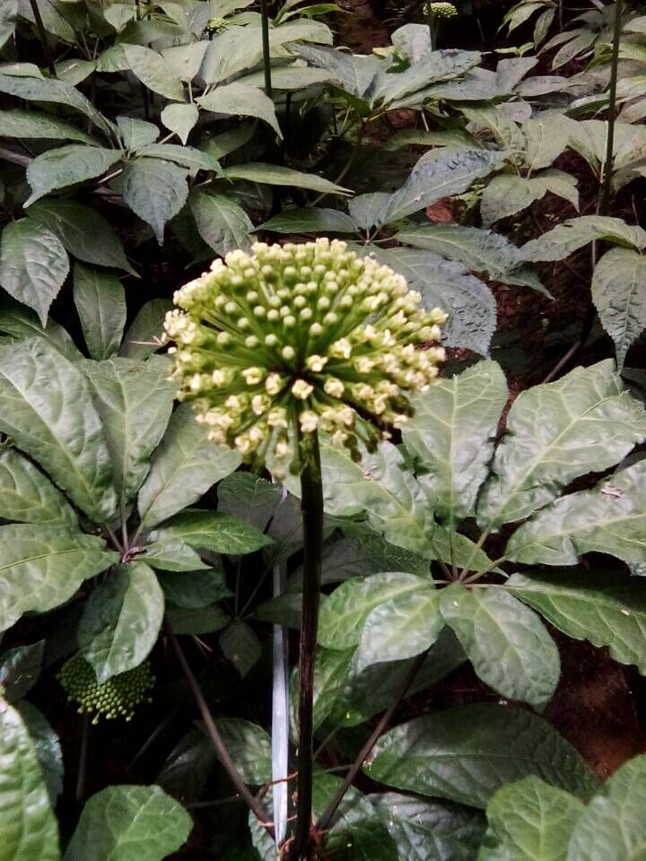 【三七40头】批发供应 云南野生有机水洗三七 优质药材三七