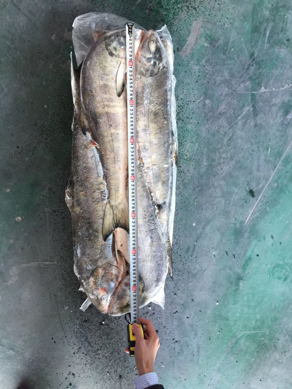 批发供应俄罗斯冷冻水产品带头去脏大马哈鱼 30吨 吉林珲春