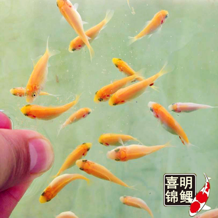 水花成长记录17