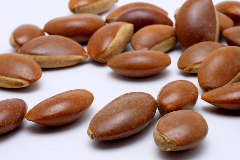 月亮豆菩提批发 菩提珠手串一斤160颗左右