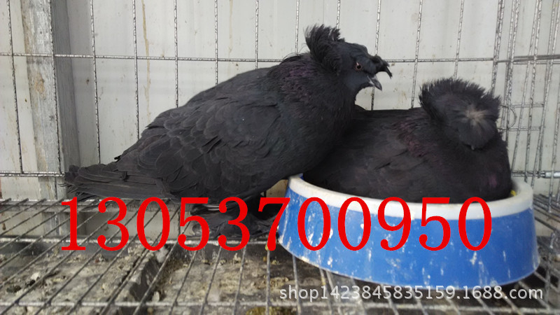 鼓手鸽子图片 红鼓手鸽 寿星观赏鸽种鸽养殖场