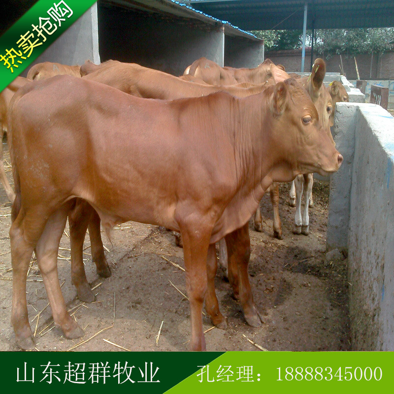 超群特种养殖场出售一批肉牛犊黄牛免费运输货到满意付款