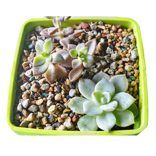 虹彩石 多肉介质 最好的多肉配方土 高档多肉介质 多肉栽培基质