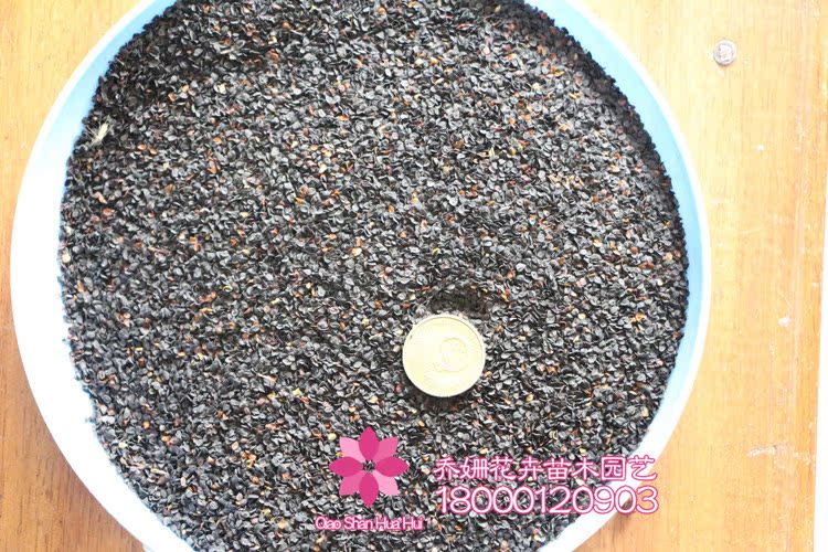 供应批发: 美国石竹种子 常夏石竹 五彩石竹 包发芽 本店实物拍摄