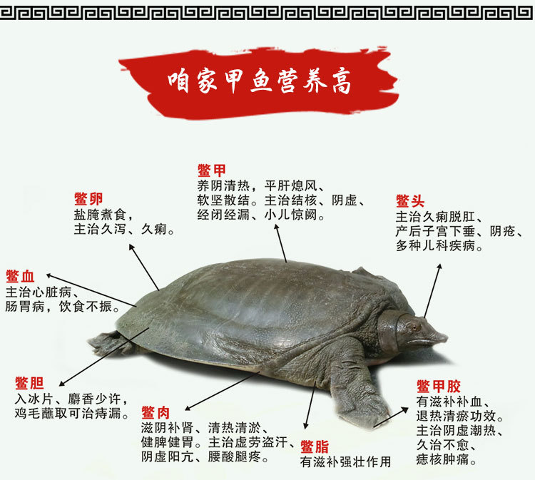 高品质鲜活野生鲜活甲鱼外塘新鲜淡水鳖 货源充足 自产自销