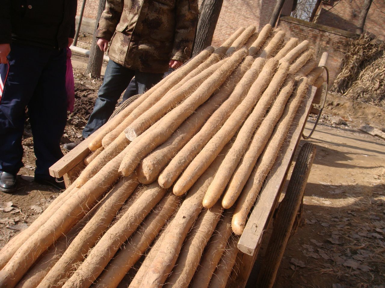 山药的产地(铁棍山药的产地)