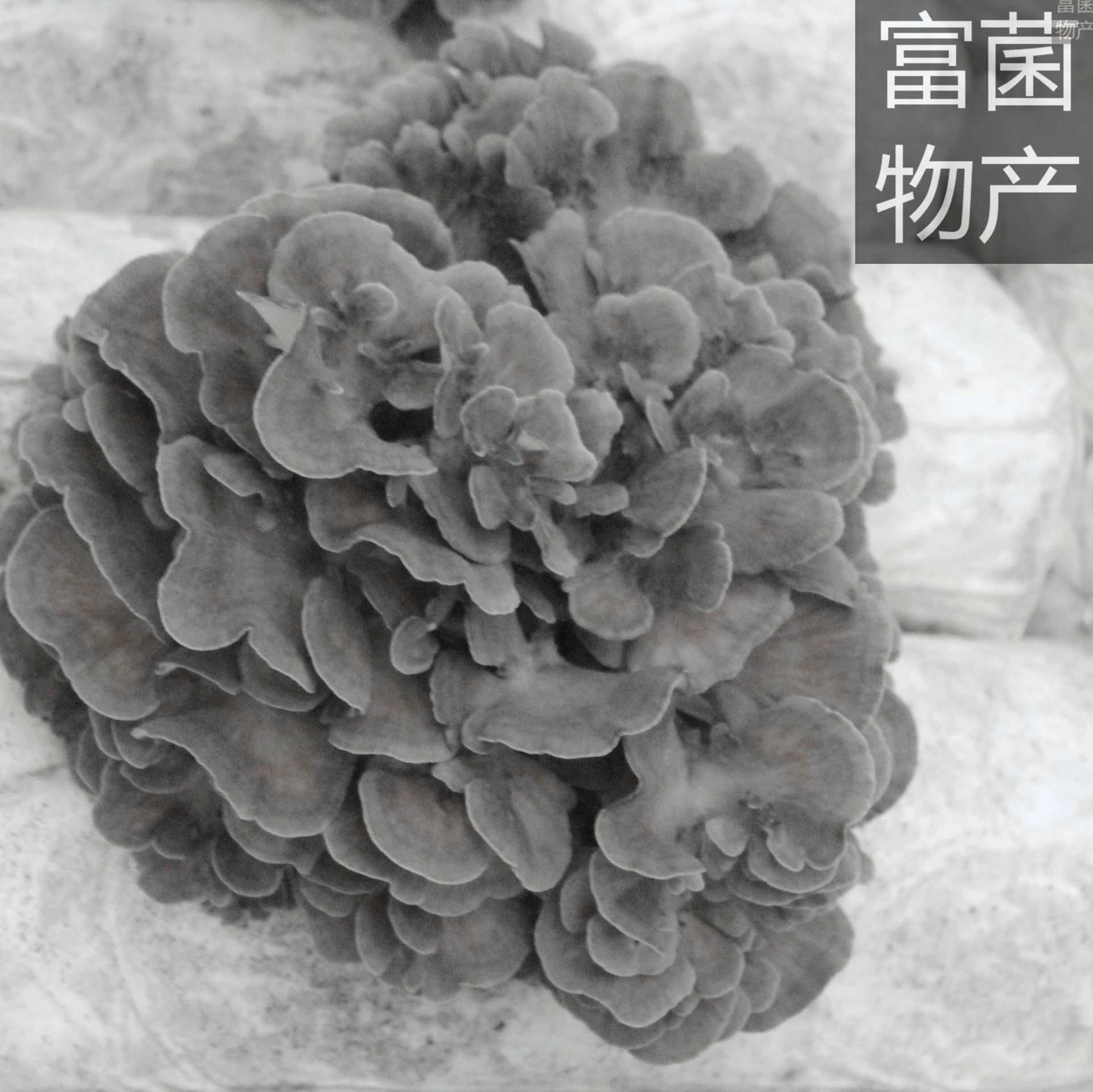 菇乡供应灰树花(舞茸)菌种菌棒优质高产系