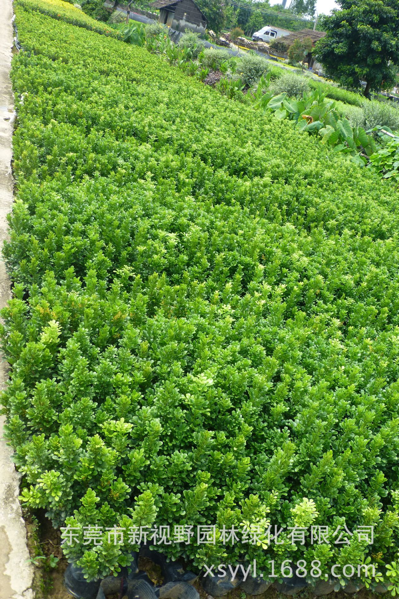 大量批发供应40-50公分高7斤袋米仔兰米兰树兰鱼仔兰苗木