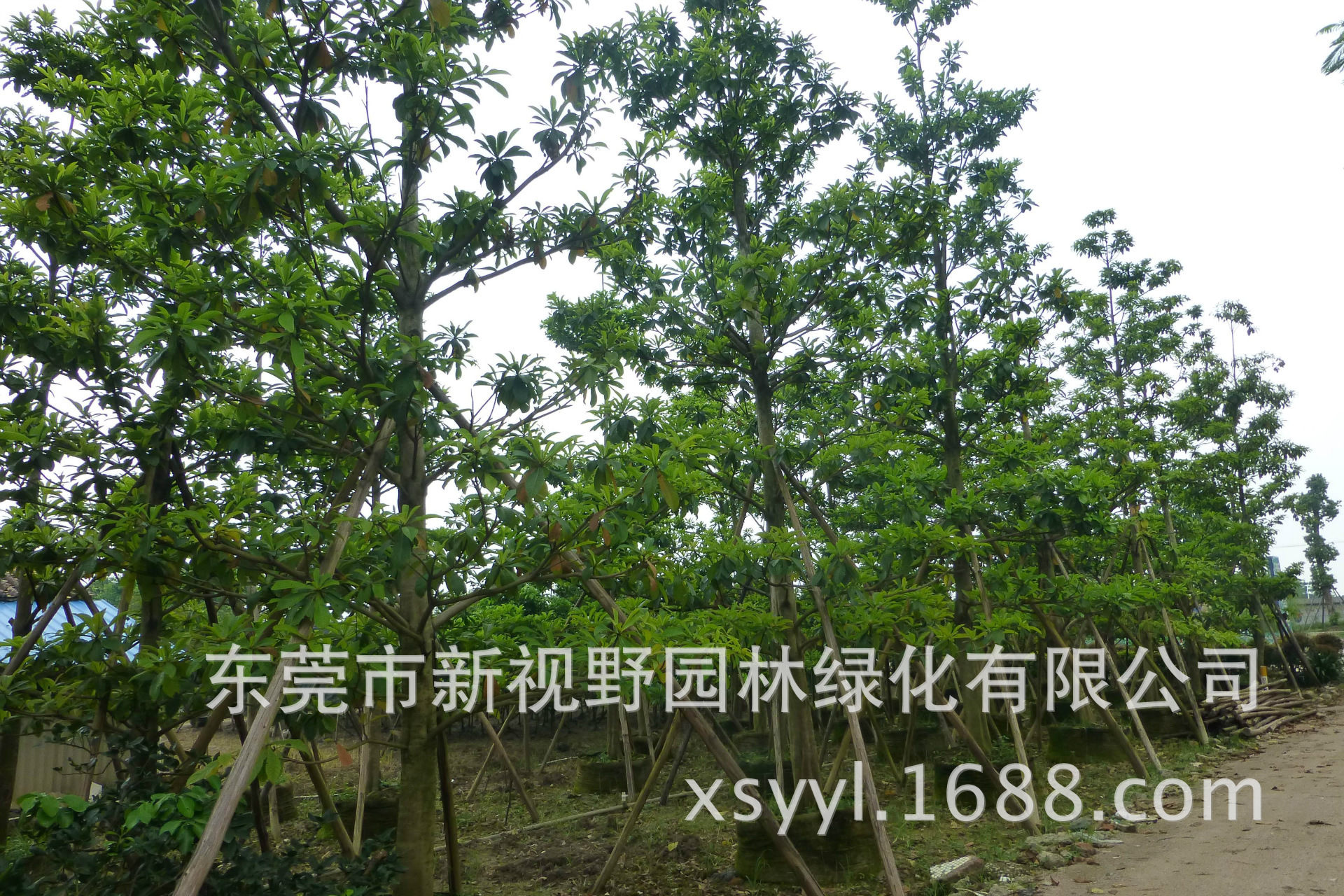 批发供应尖叶杜英(风水高大树木10-15米)袋苗