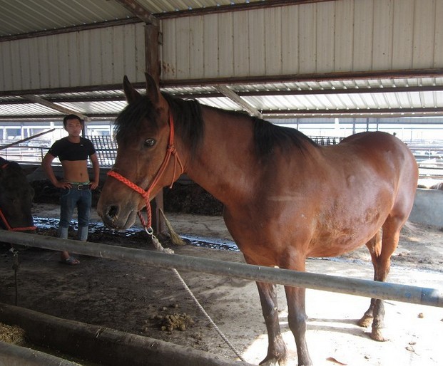 婚庆马图片/婚庆马价格及图片,婚庆马多少钱