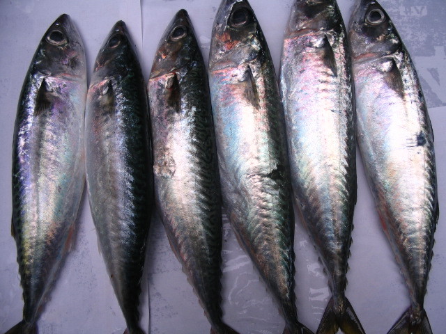 板冻灯光围网青占鱼/冻厂直批