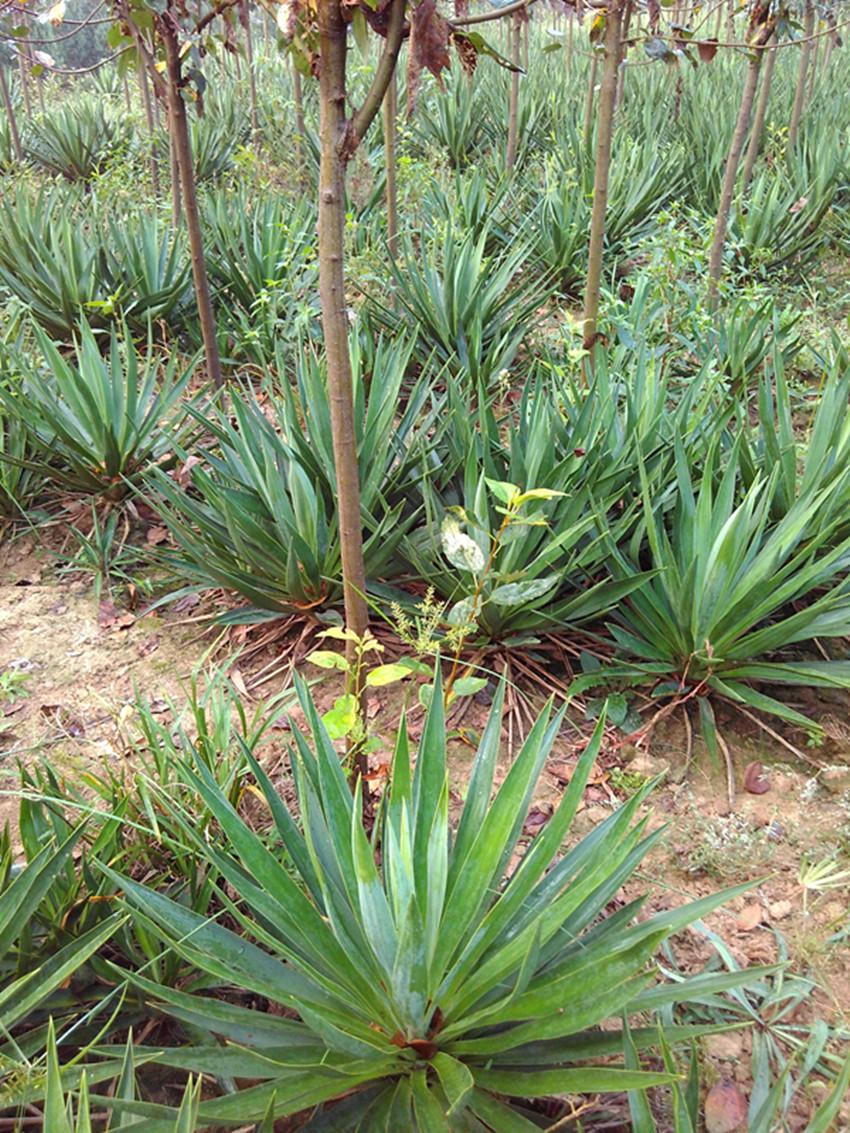 基地直销优质园林绿化灌木 剑麻 丝兰 剑麻小苗批发 货源充足
