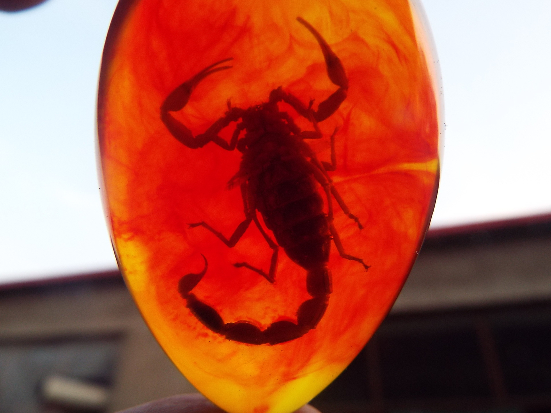 东光县靖文工艺超大琥珀原石帝王蝎子标本跑江湖练地摊暴利项目