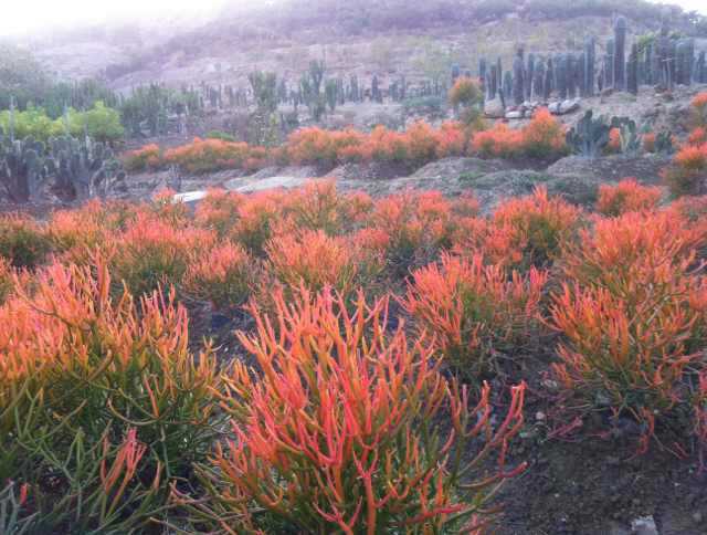 光棍树锦大戟科红珊瑚30-40 沙生大型植物地被澎珊瑚造景绿玉树