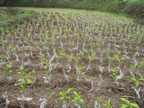 广东惠州 早李三华李苗 李子苗 嫁接苗 一年可挂果 营养杯.
