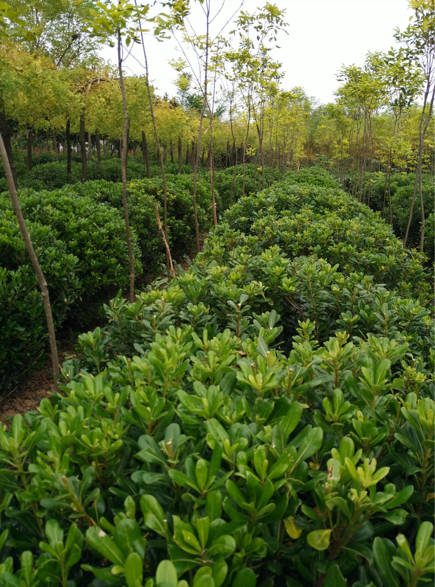 河南鄢陵佳壮大量供应精品实心冠幅118米四季常青精品海桐球