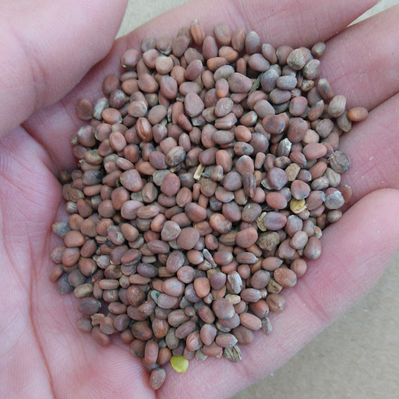 莱菔子广西萝卜籽散装500g 九嘉中药材批发