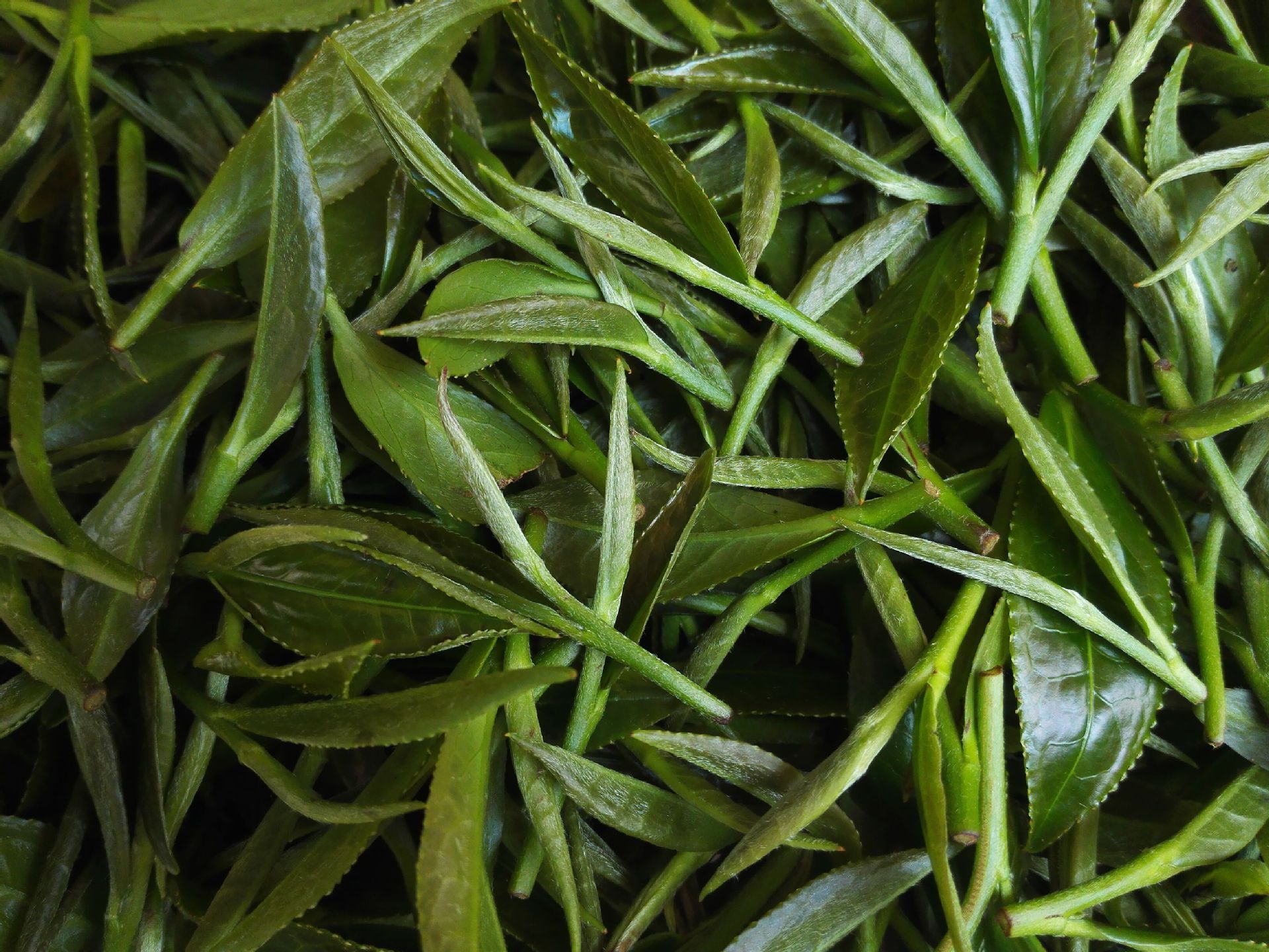 批发销售 三江典藏清香型红茶茶叶 喉韵甘