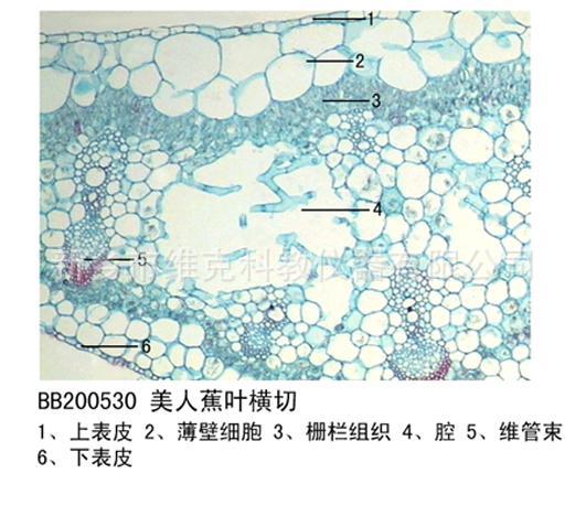 女贞叶横切 被子植物学类 中小学器材 生物切片标本 显微镜玻片