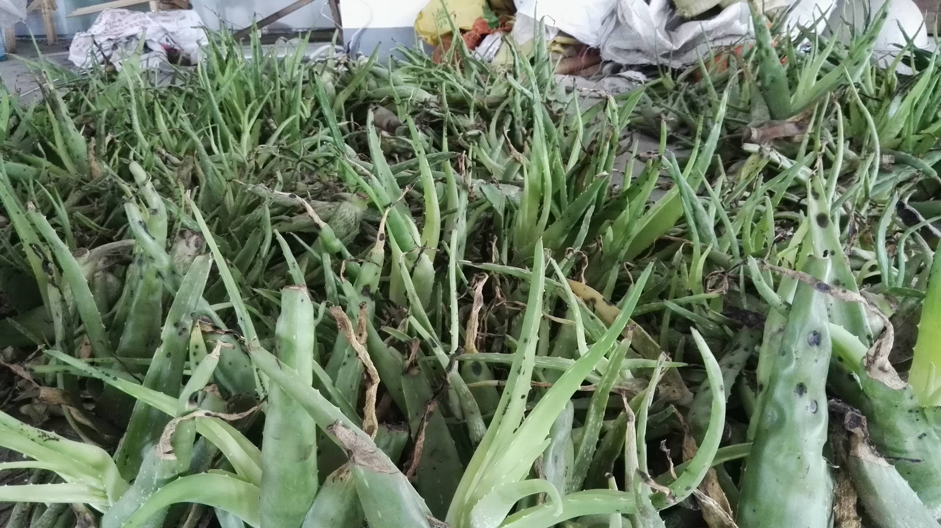 各类功效洗发水天然中药防脱顺滑洗发水oem代加工贴牌生产厂家