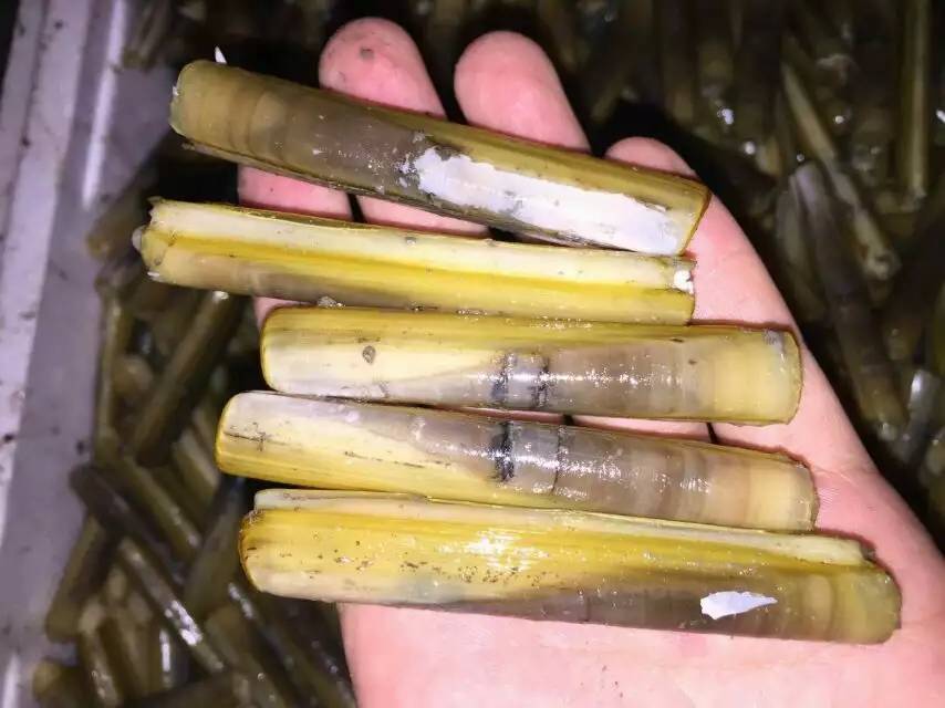 供应蛏子 螠蛏 竹节蛏 活海鲜产品 批发