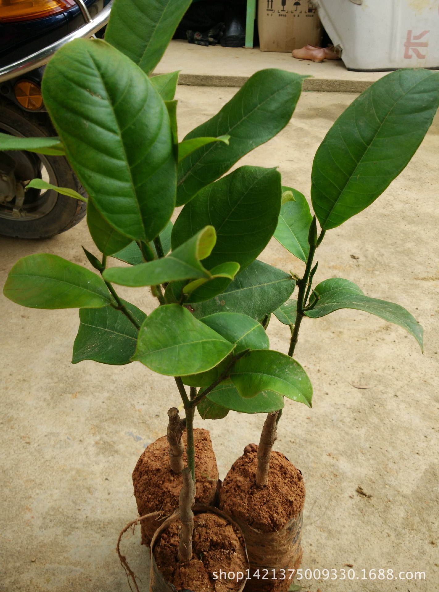 台湾榴莲嫁接苗_供应批发台湾榴莲嫁接苗 百分