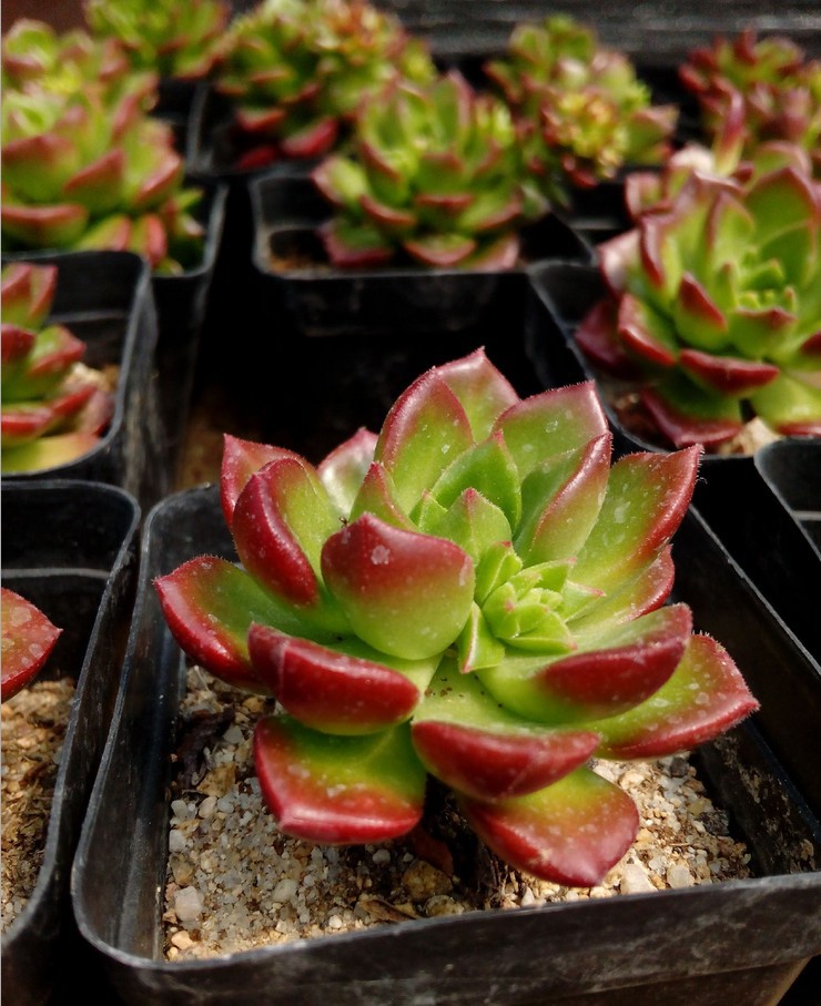 韩国进口 多肉植物 蒂亚 老桩 办公室内小盆景 肉肉盆栽花卉