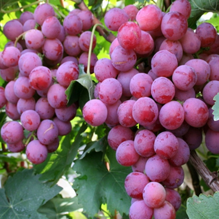 西北 农家特产 红提子 色泽鲜艳 绿色饱满 甘甜多汁