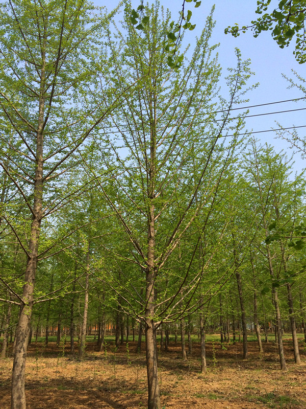 供应郯城银杏树 银杏大树 25公分精品银杏景观树 质优价廉