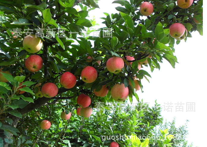 苹果苗