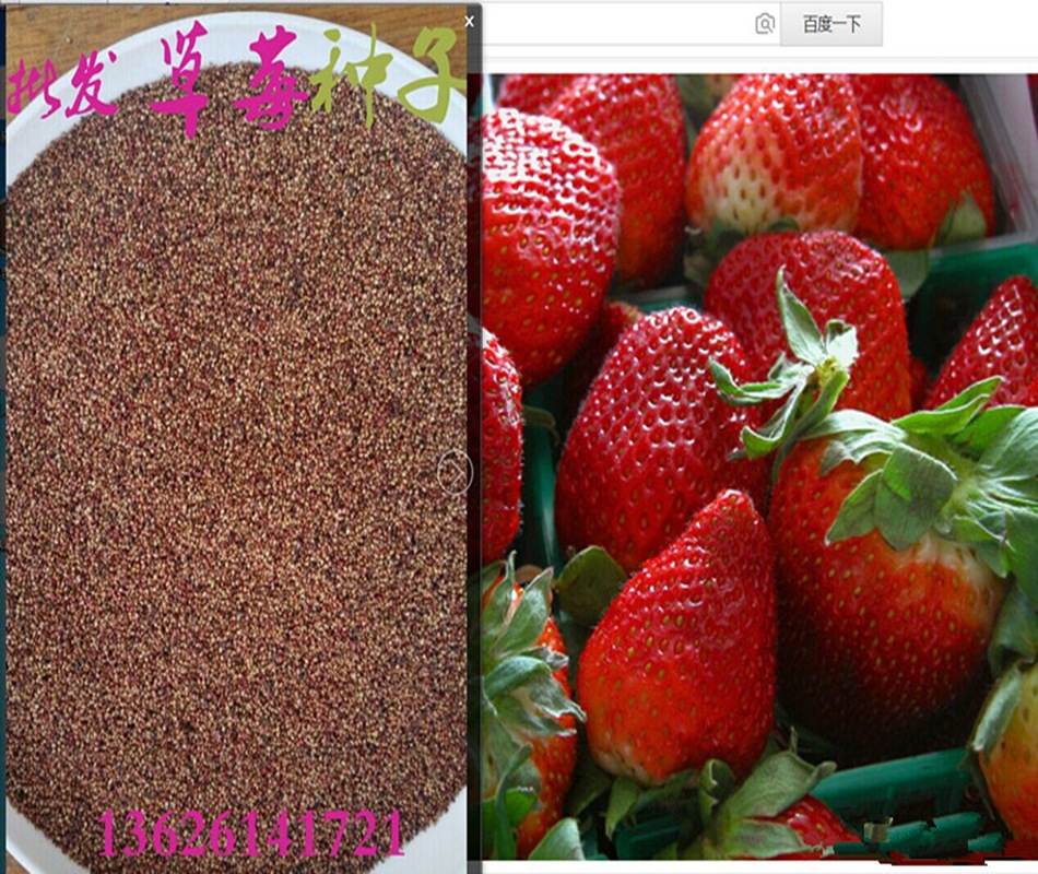 color=red>籽 /font>  font color=red>草莓 /font>种子 新鲜水果种子