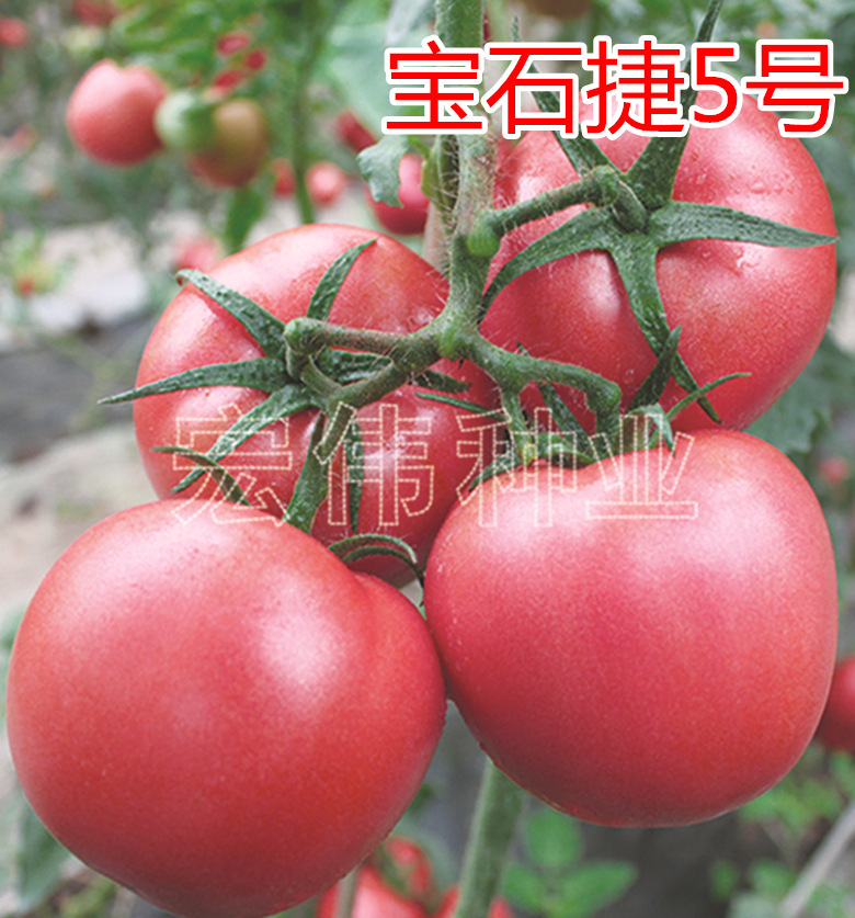 厂家供应高产粉果番茄宝石捷3号西红柿种子