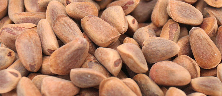 野生坚果 朝鲜进口 承珍松子 厂家直销 批发 空运