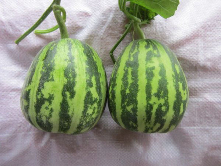 新乡原阳县种植高质量的牛角蜜甜瓜