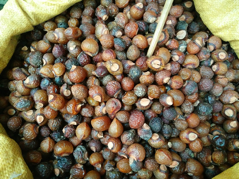 供应新货无患子 圆皂角 洗手果 菩提子 天然洗涤用品