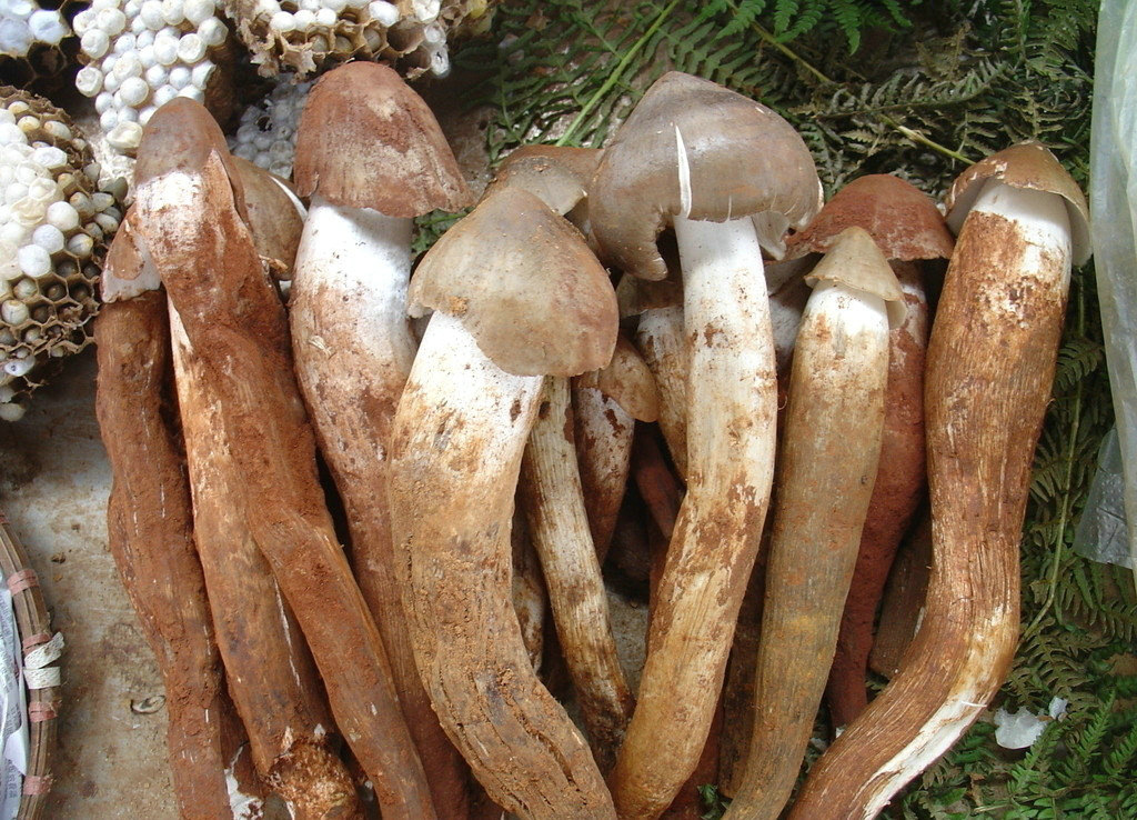 【云南黑皮鸡枞菌1kg】云南特产年货鸡枞菌 云南野生美味鸡枞菌