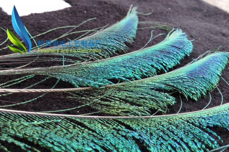 孔雀毛孔雀边翎刀翎现货销售尺寸规格齐全,diy 装饰50-60cm