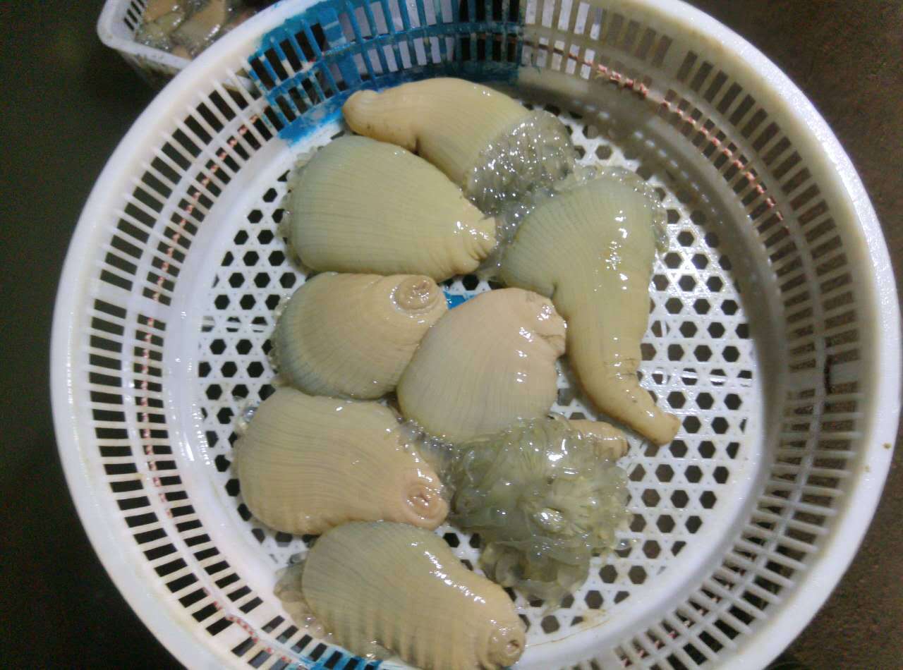 新鲜鲜活海花 海褚 海鲜海产品批发 产地直销海鲜批发当季肥