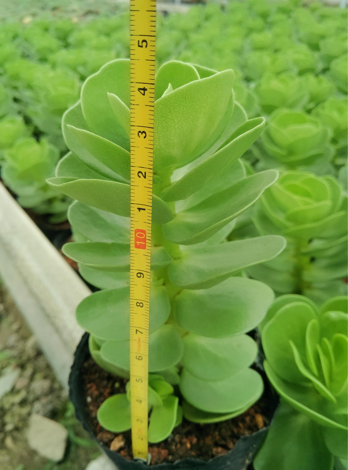 多肉植物单头金钱木高12cm左右