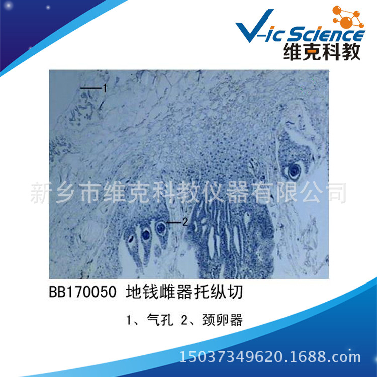 地钱雌器托纵切 生物切片 植物类 苔癣类 显微镜用