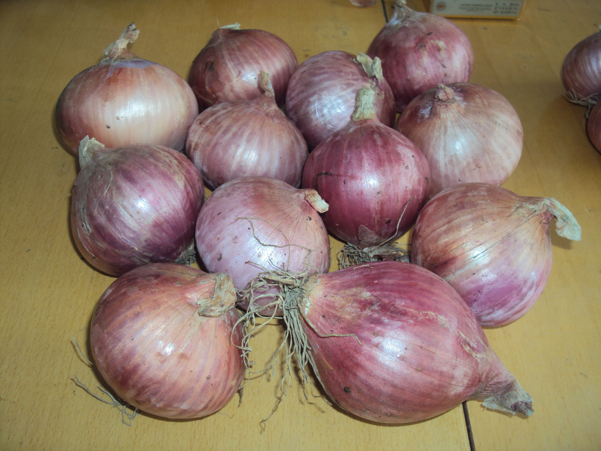 保鲜红皮洋葱 优质黄皮洋葱洋 葱大量批发 质优价廉 品种 普通洋葱