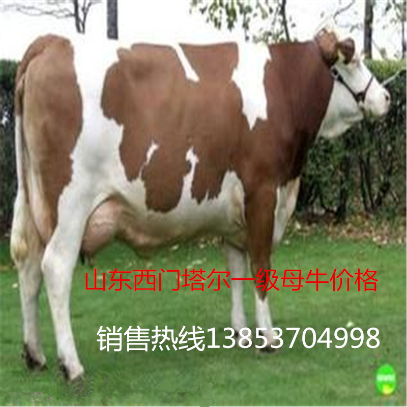 妙方西门塔尔母牛_西门塔尔繁殖母牛十四种 西门塔尔