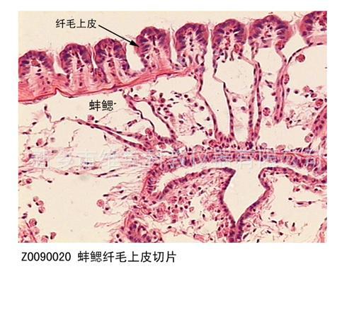 盛放