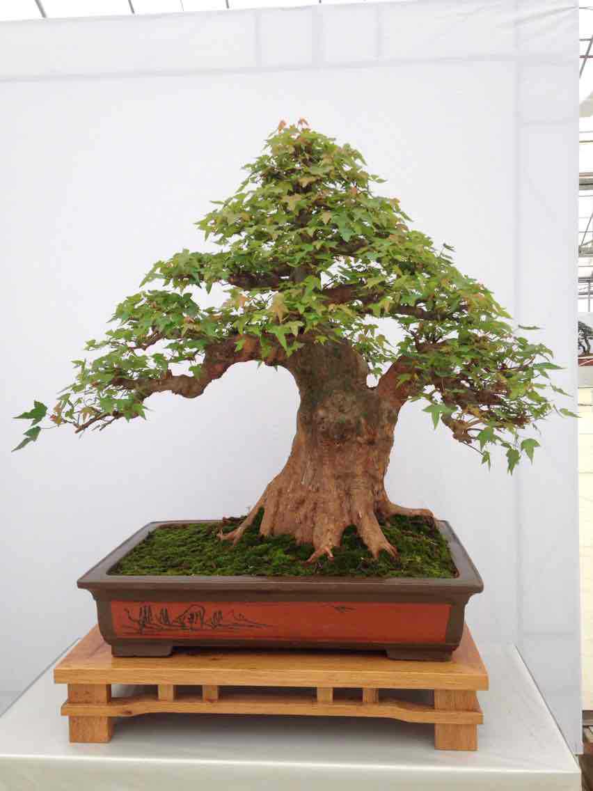 供应紫薇树桩盆景 紫薇 紫薇树桩盆景 紫薇苗木 - 苗木批发交易网