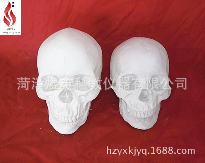 男女头骨件