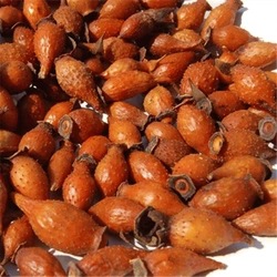 糖果,槟榔果,野石榴,糖橘子,小石榴,螳螂果 药用部位:成熟果实 药材