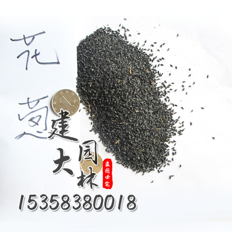 出售草花种子 花葱种子 多年生草花 绿化工程种子 价格.