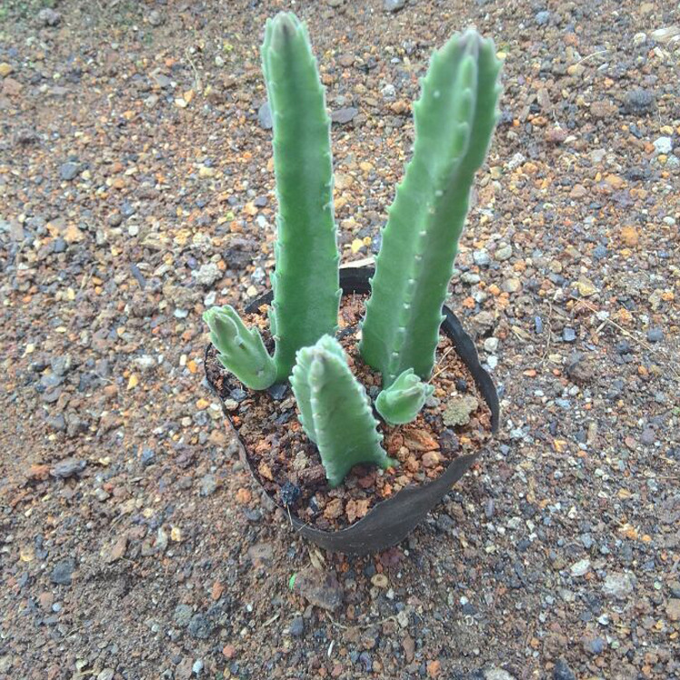 4成交2987盆多肉植物萝藦科批发 犀牛角 裸根 一盆3棵 花卉